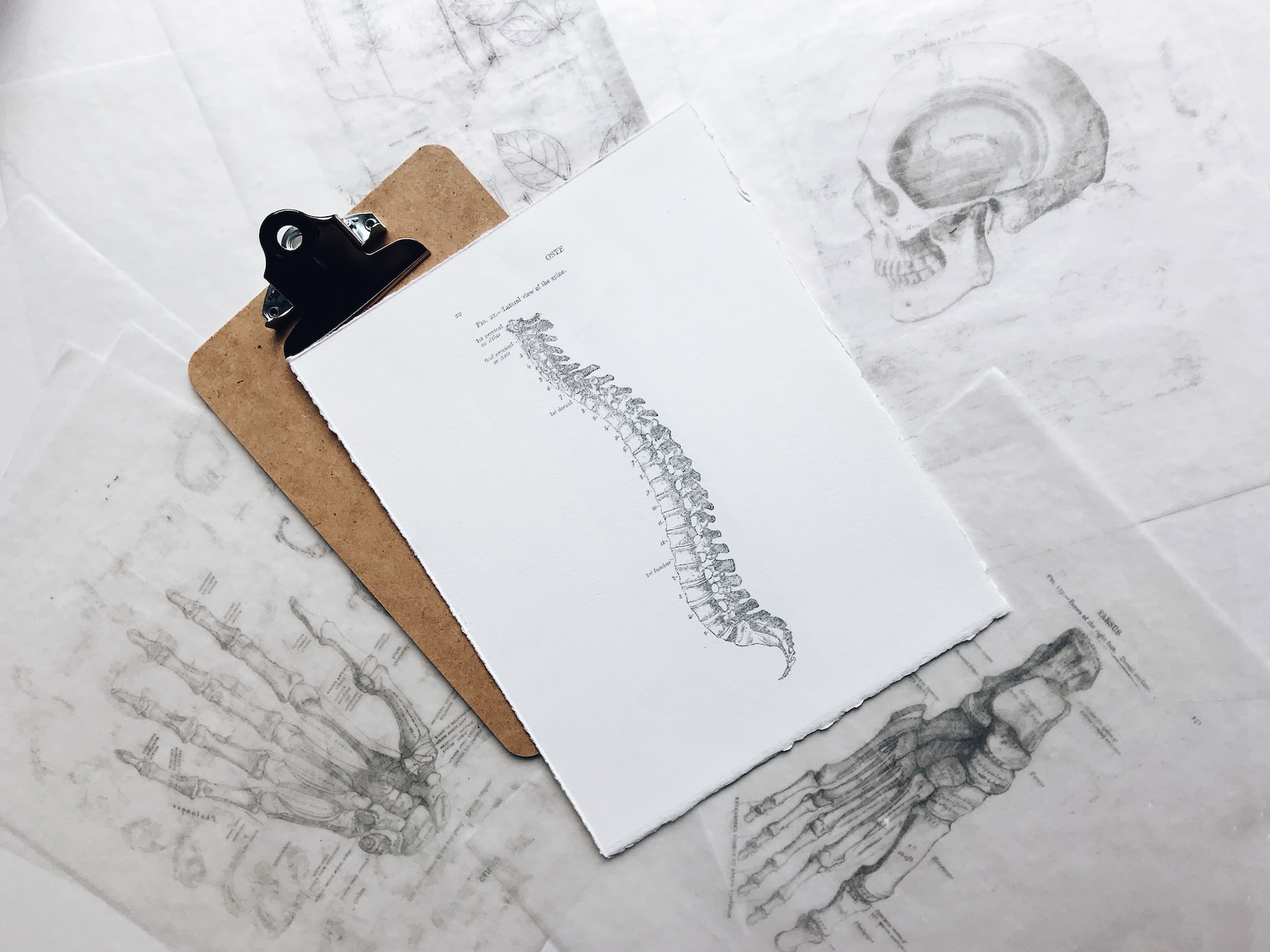 Szkice wykonane ołówkiem przedstawiające układ kostny człowieka.