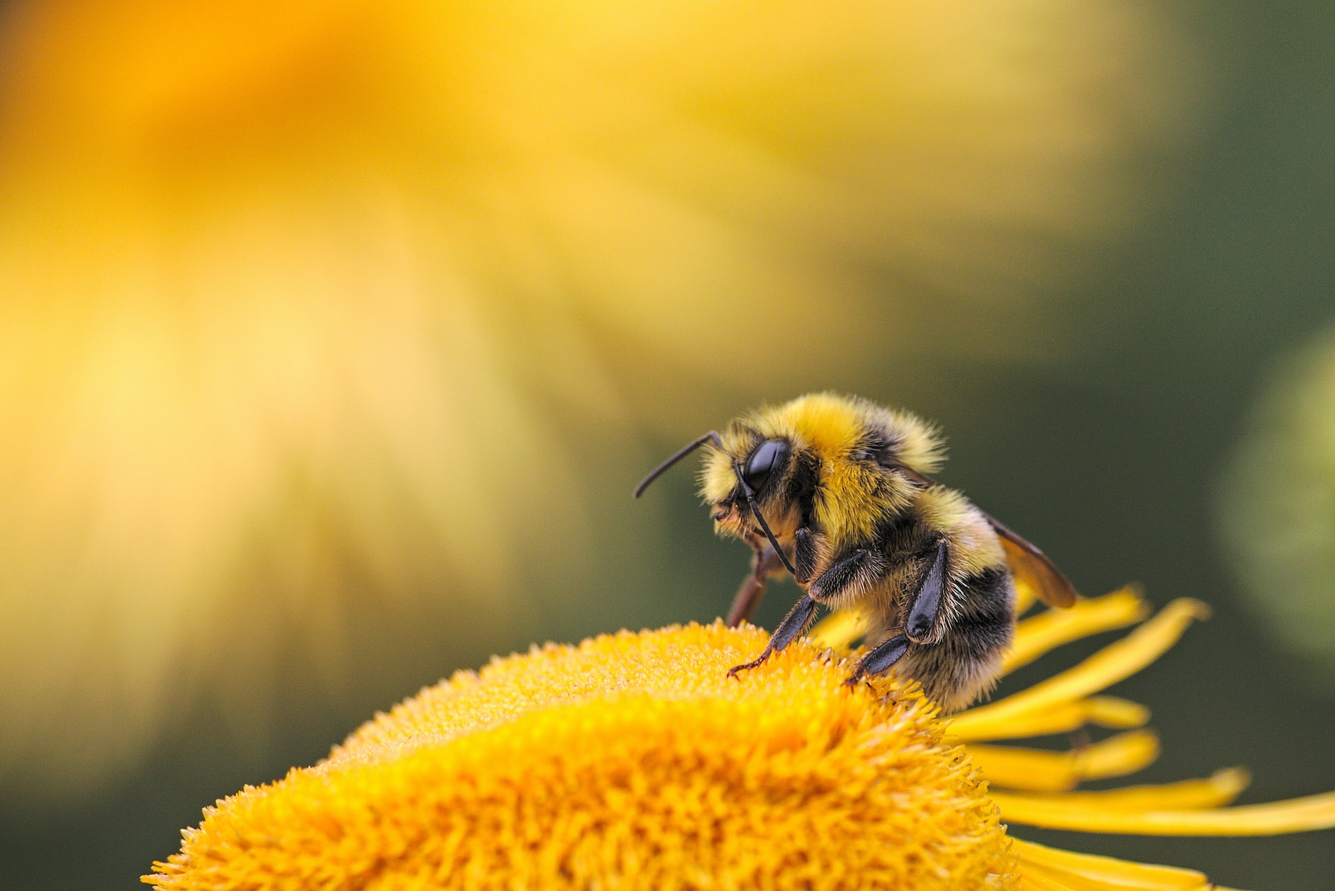 Pszczoła siedząca na żółtym kwiatku. Zdjęcie.