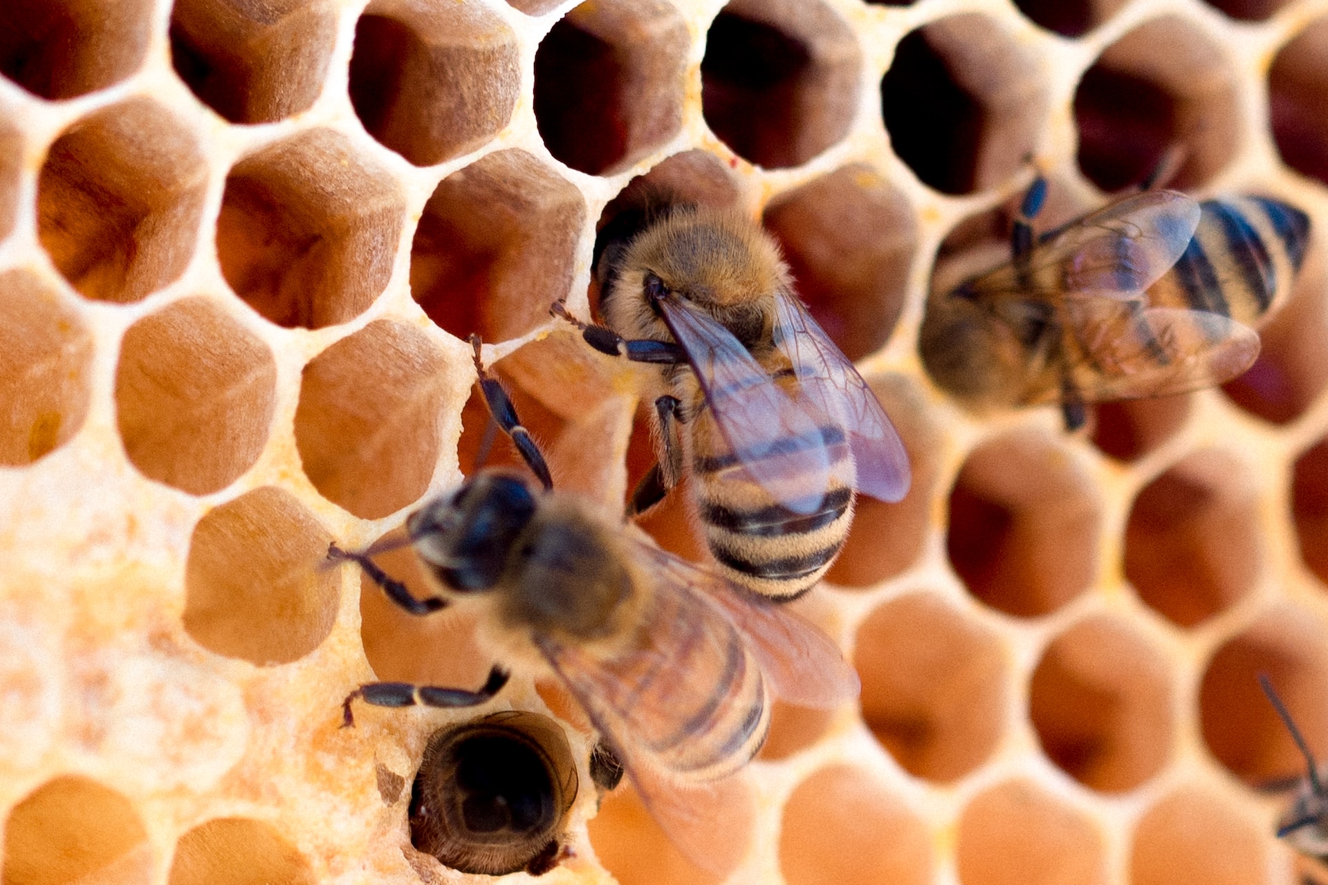 Zdjęcie pszczół