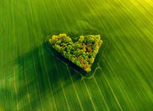 Wyspa z drzew w kształcie serca pośród zielonego pola.