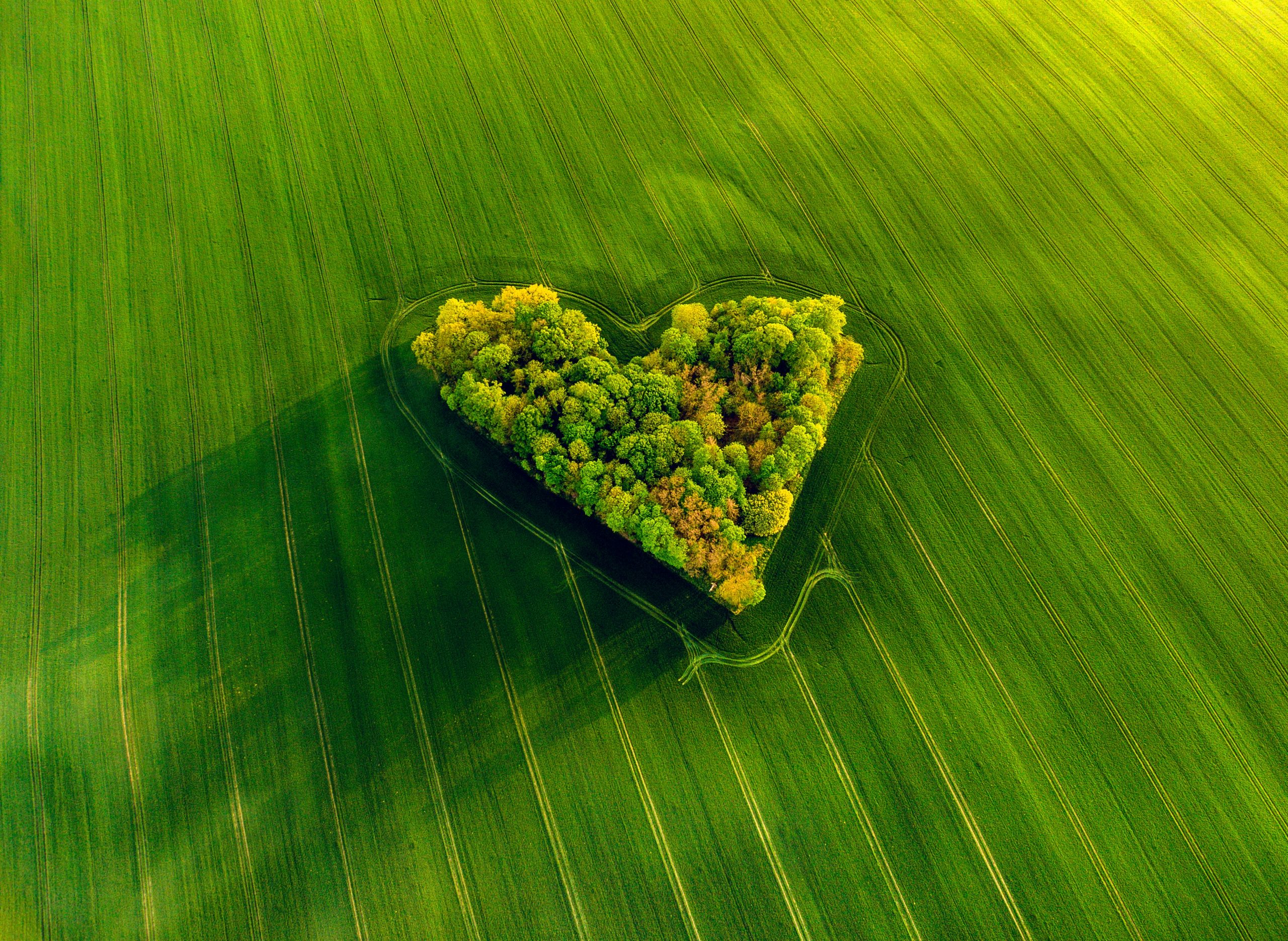 Wyspa z drzew w kształcie serca pośród zielonego pola.