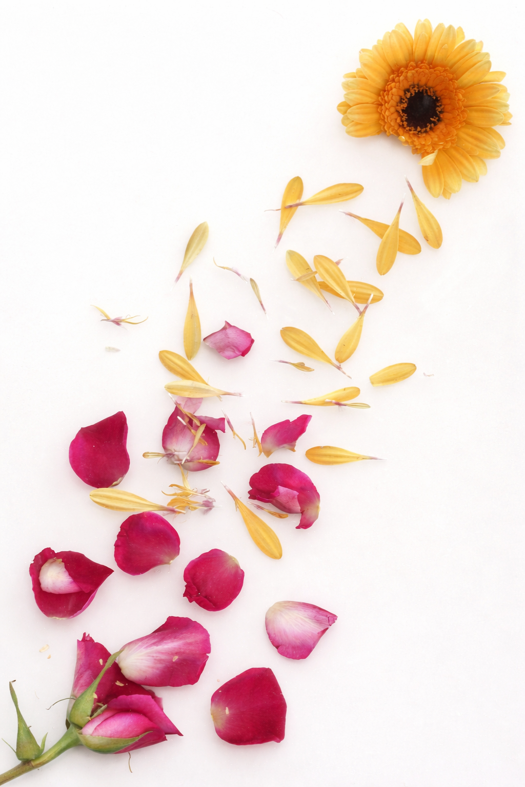 Skan płatków kwiatów.