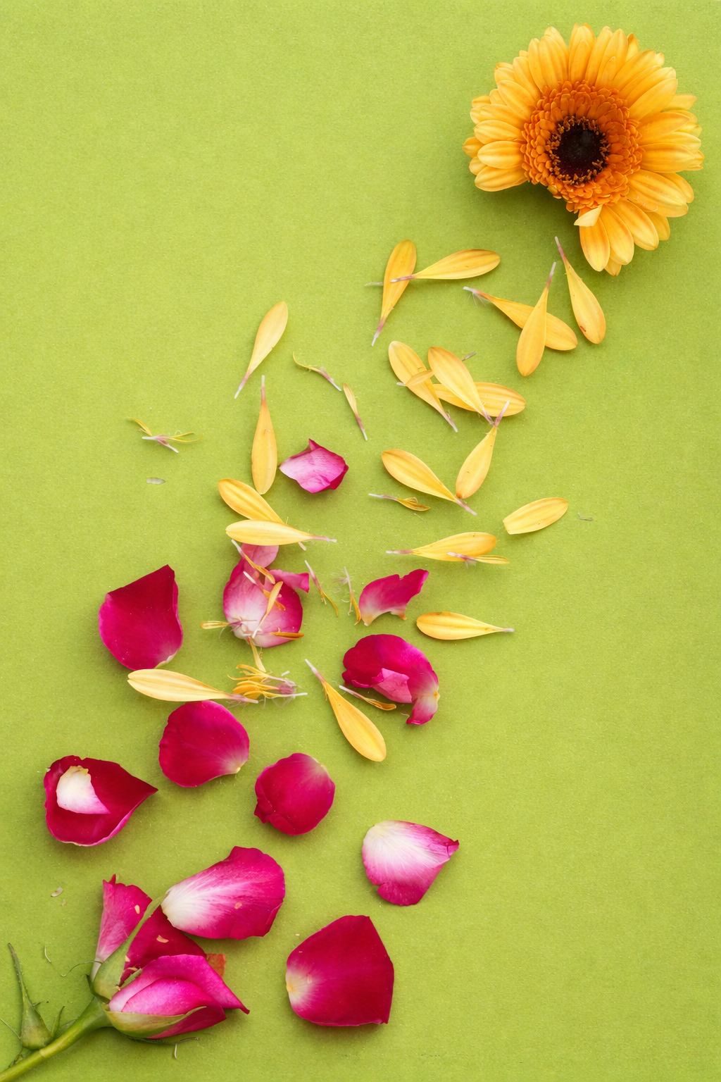 Skan płatków kwiatów.