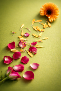 Skan płatków kwiatów.