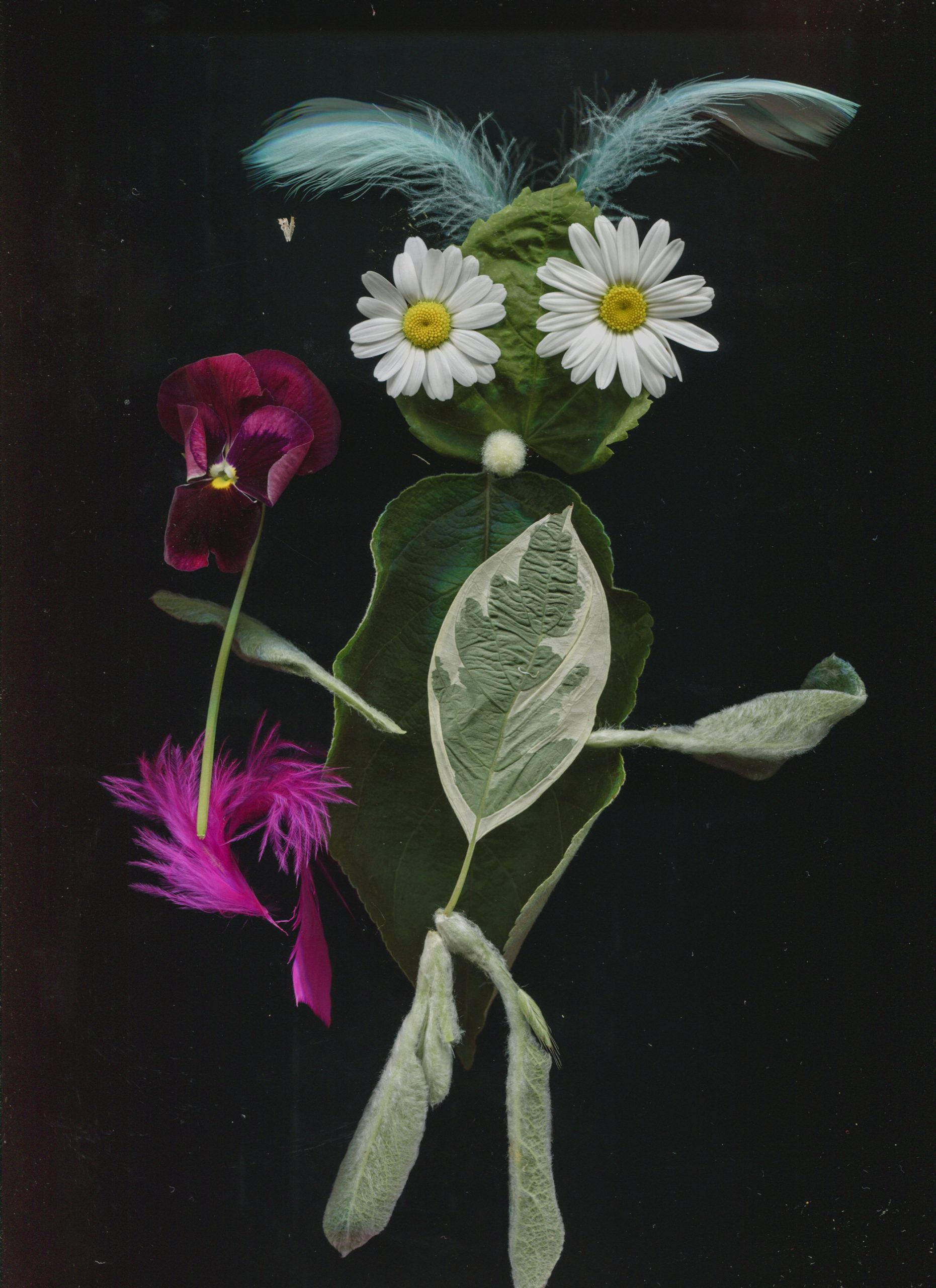 Skan płatków kwiatów.