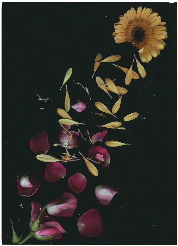 Skan płatków kwiatów.