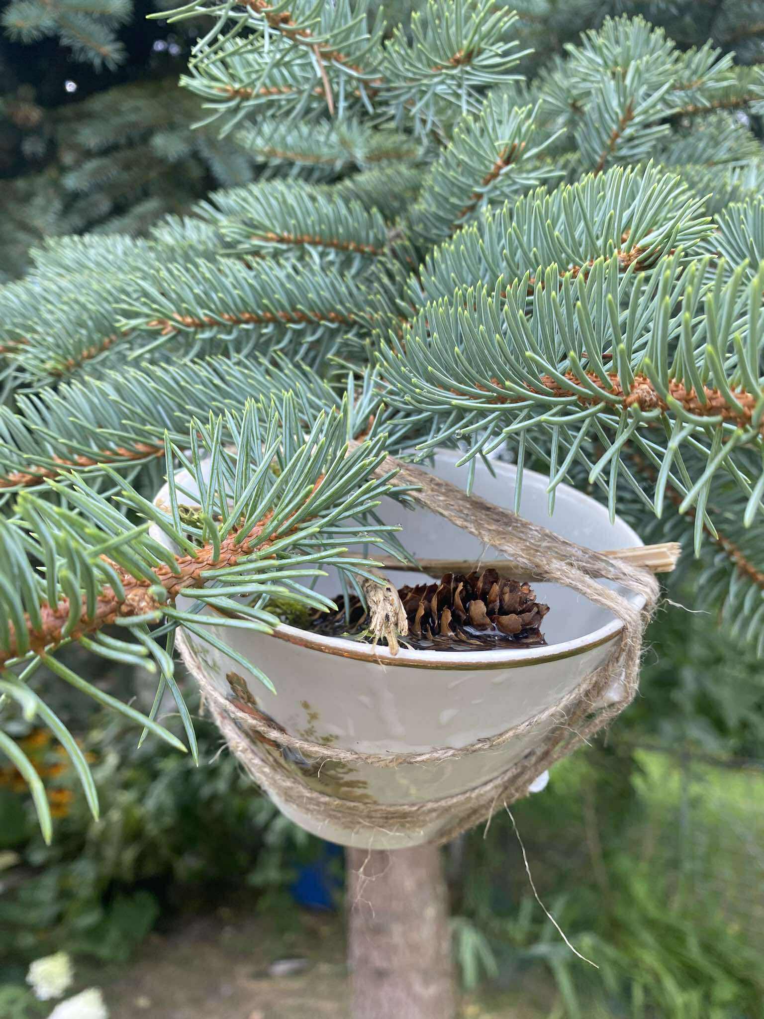filiżanka zawieszona na gałęzi choinki