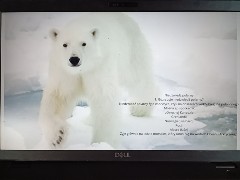 niedźwiedz polarny na krze strona prezentacji o Arktyce