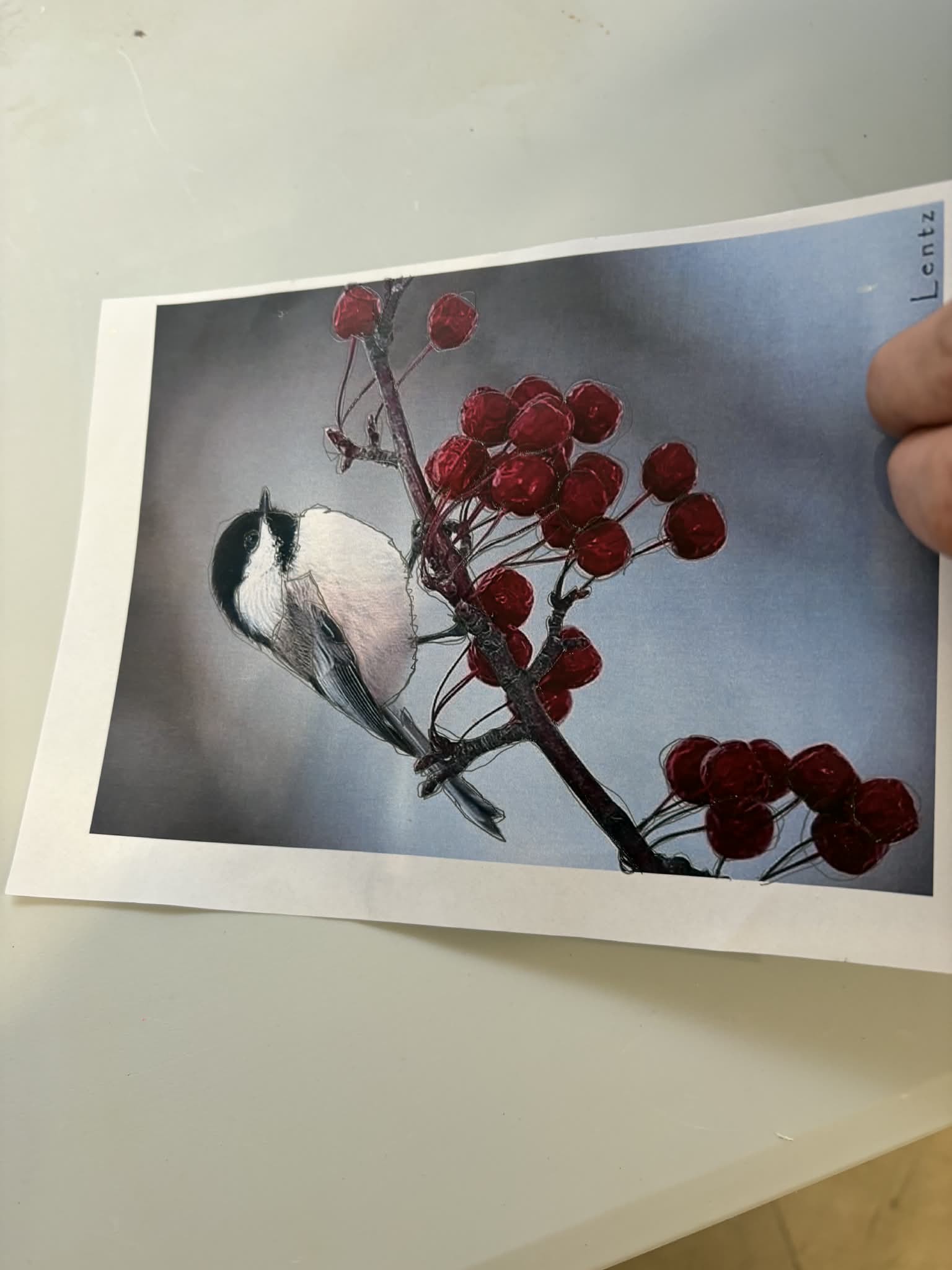 zdjęcie ptaka, który zimuje w Polsce