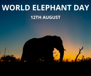 zdjęcie słonia na tle zachodu słońca z napisem world elephant day 12th august
