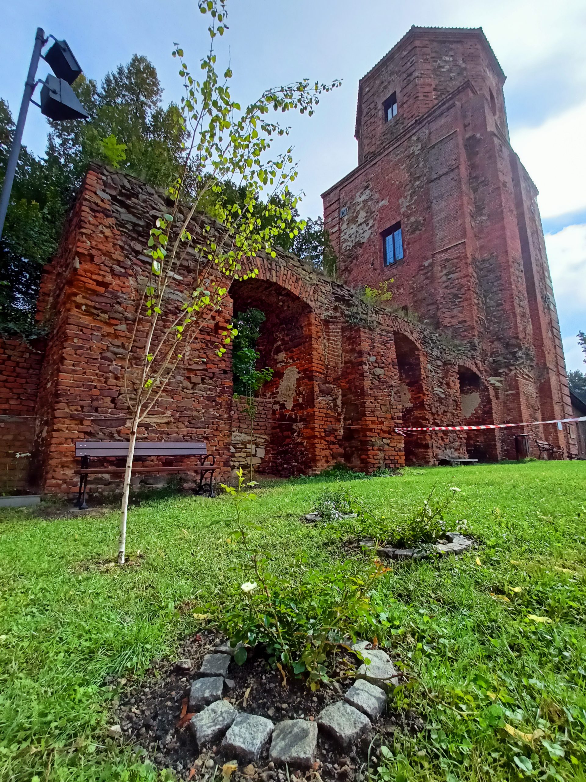 Nasadzone rośliny.