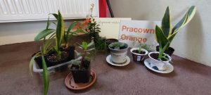 Na zdjęciu widać kwiatki i napis Pracownia Orange.