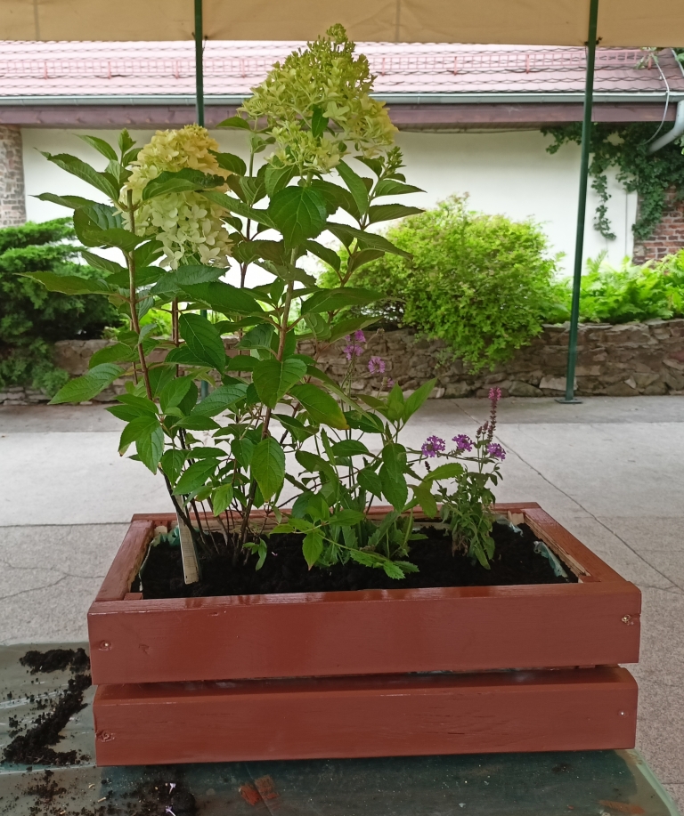 zdjęcie doniczki z krzewem