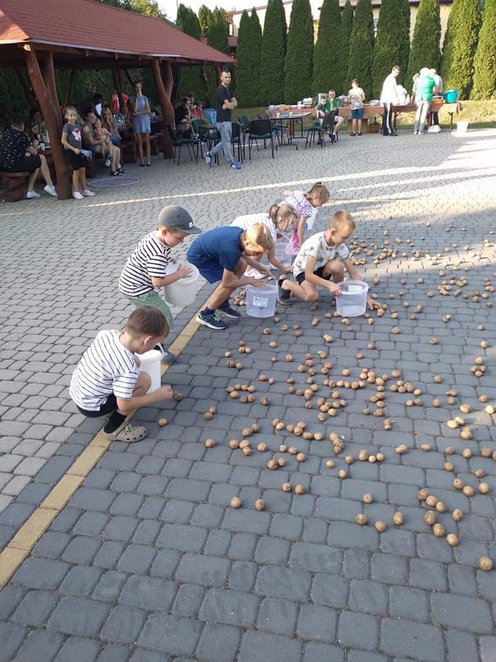 Grupa zbiera porozrzucane ziemniaki.