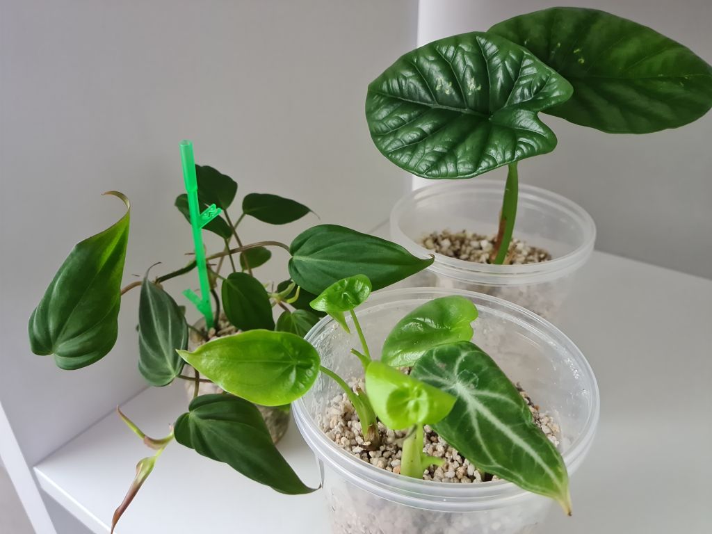 3 odnóżki roślin