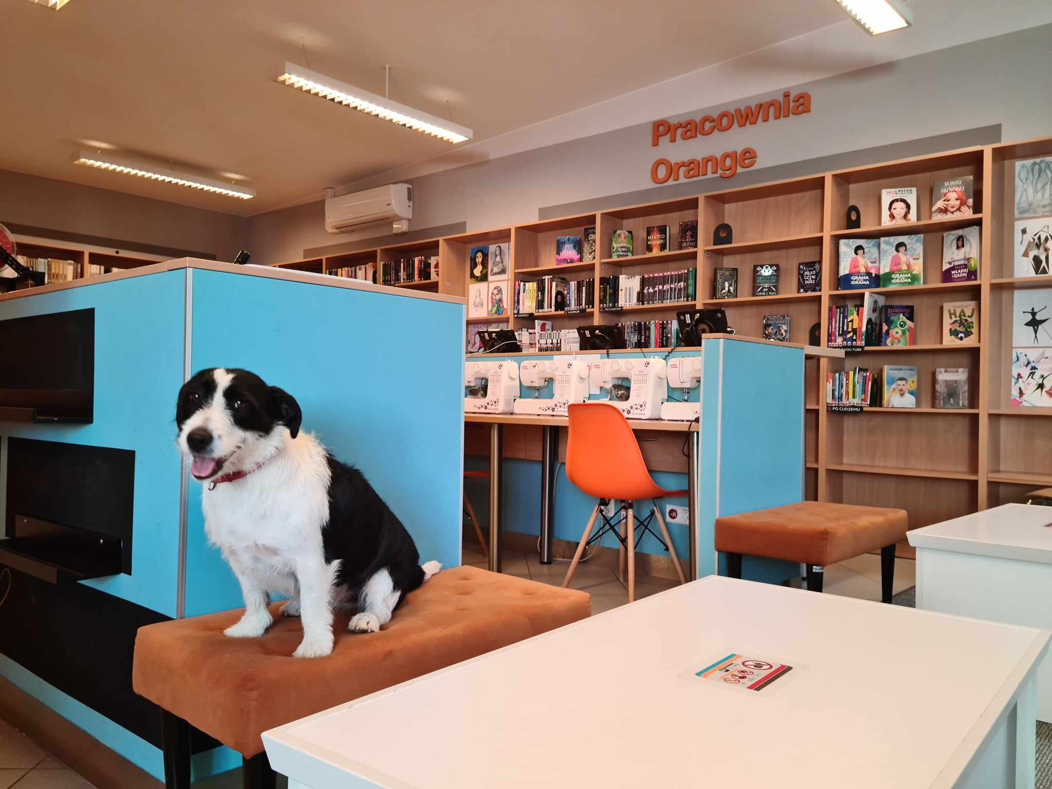 biało-czarny pies siedzi na pufie, za nim na ścianie napis Pracownia Orange
