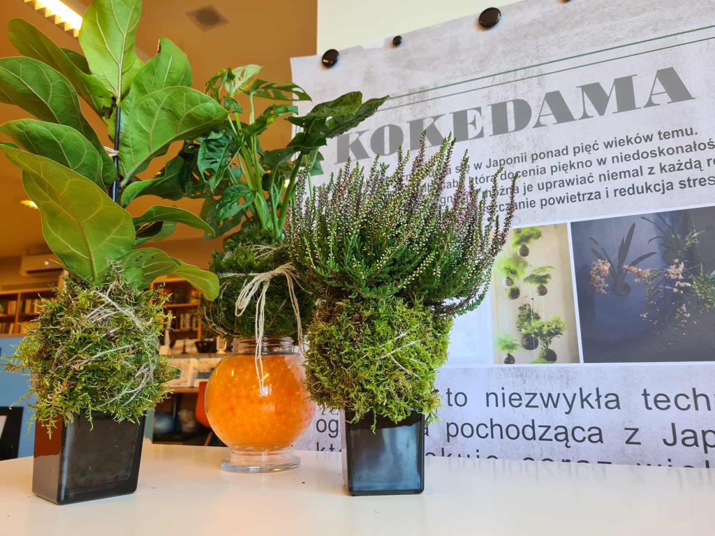 Trzy przykładowe prace Kokedama ustawione na stole – rośliny w kulach z mchu, w tle plakat z napisem „Kokedama”.