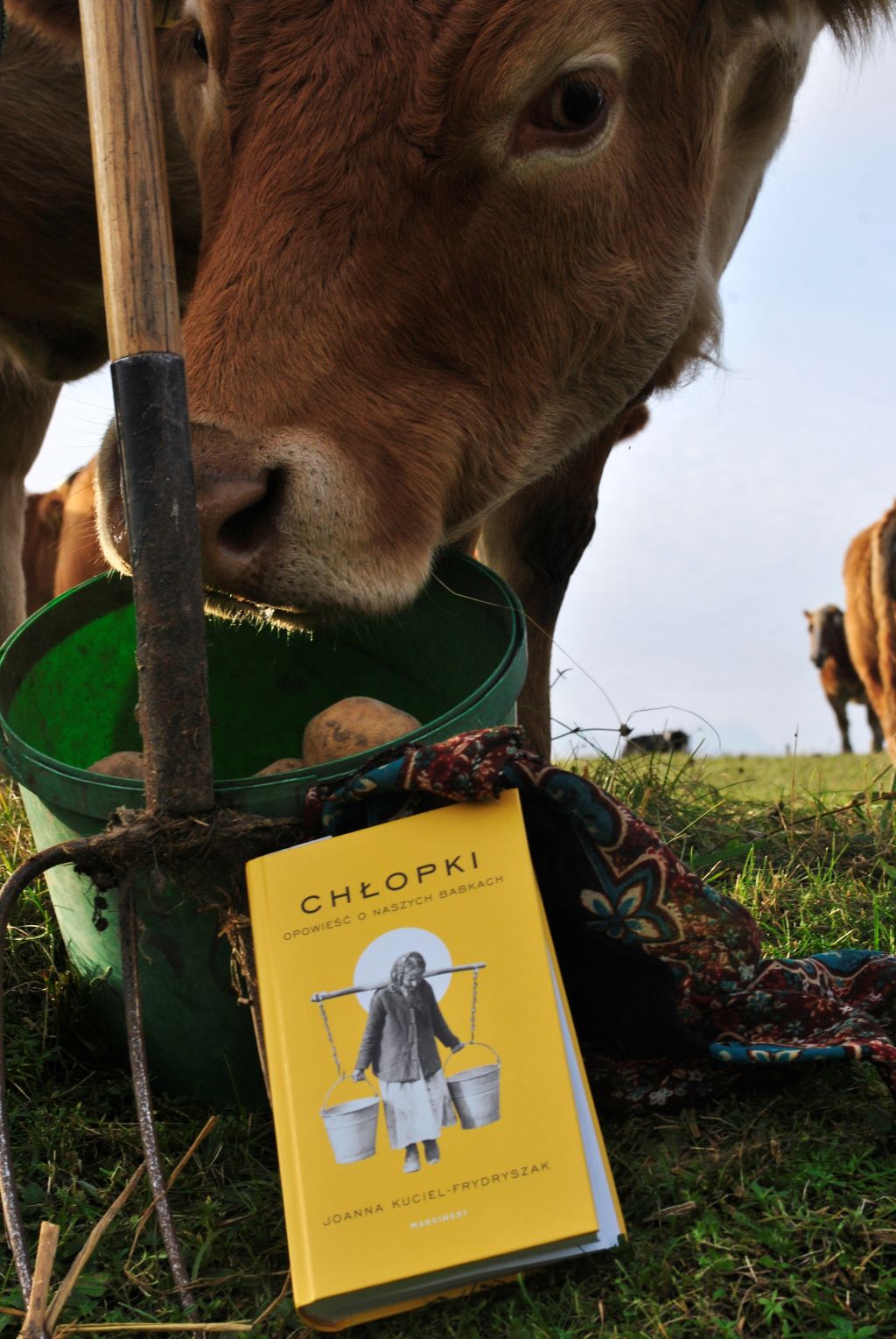 Zbliżenie na krowę jedzącą z wiadra na polu. Obok niej na trawie leży książka „Chłopki” wraz z kolorową chustą.