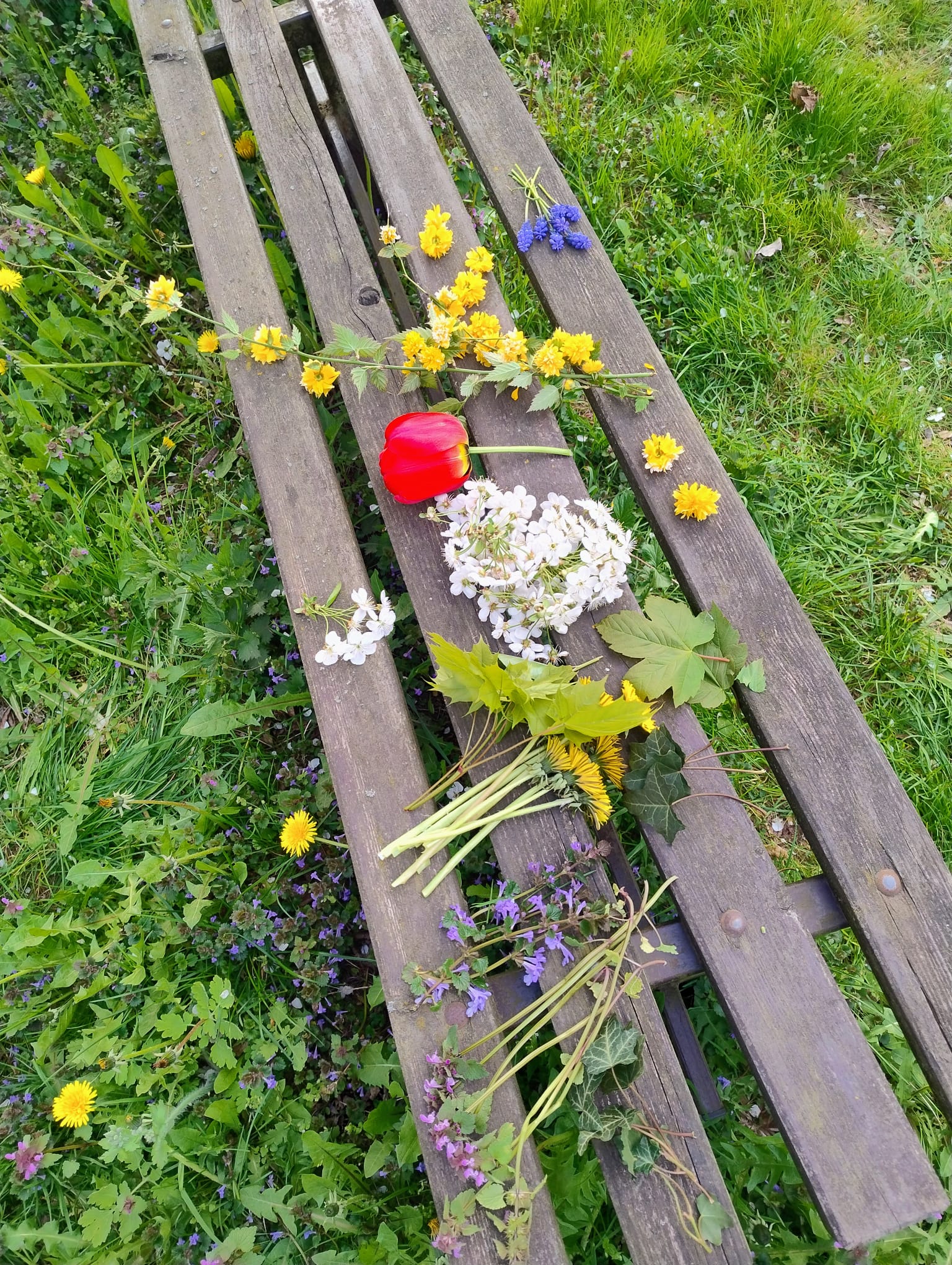 różne rośliny ułożone na ławce