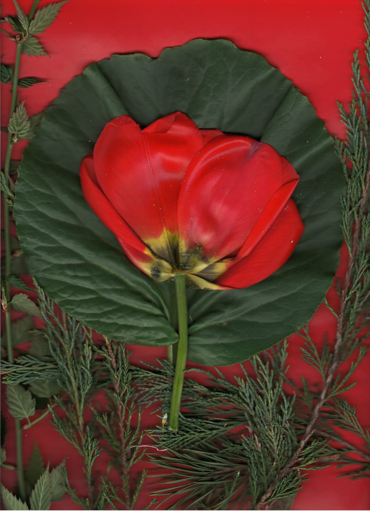 tulipan czerwony otulony zielonym dużym liściem na czerwonym tle stanowi obraz
