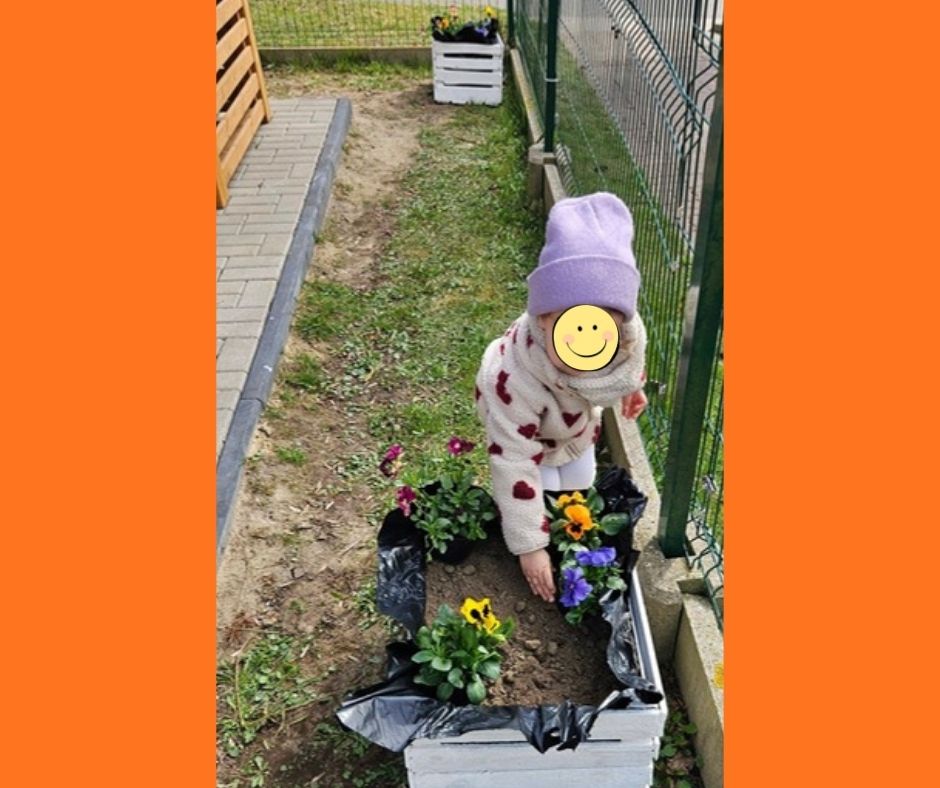 Drewniana, biała skrzynka z posadzonymi w niej, w ziemi kolorowymi kwiatami stojąca na wąskim trawniku pomiędzy altaną drewnianą z lewej strony a ogrodzeniem po prawej stronie. Za skrzynką postać dziecka pochylająca się nad nią.