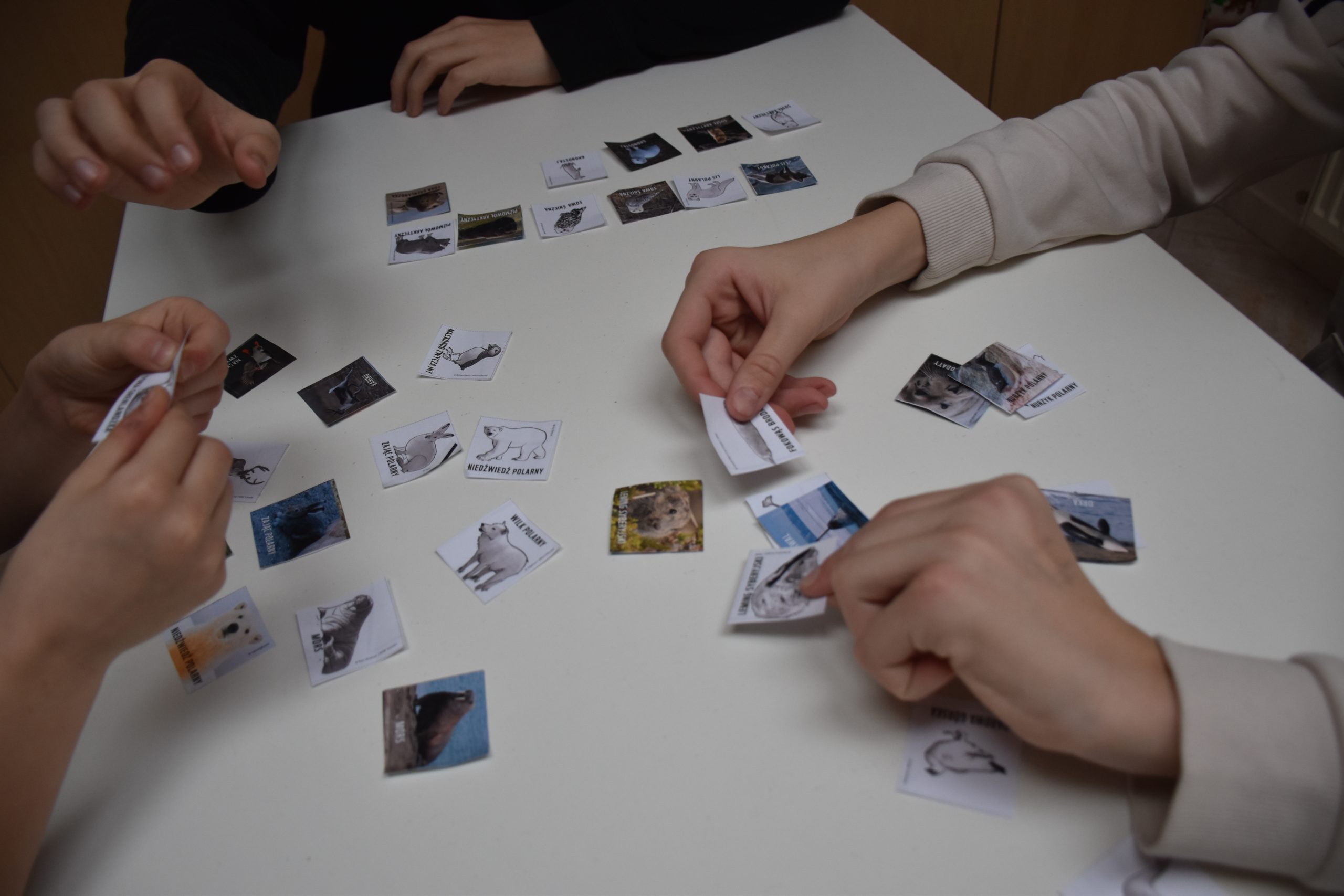 gra memory - zwierzęta arktyczne