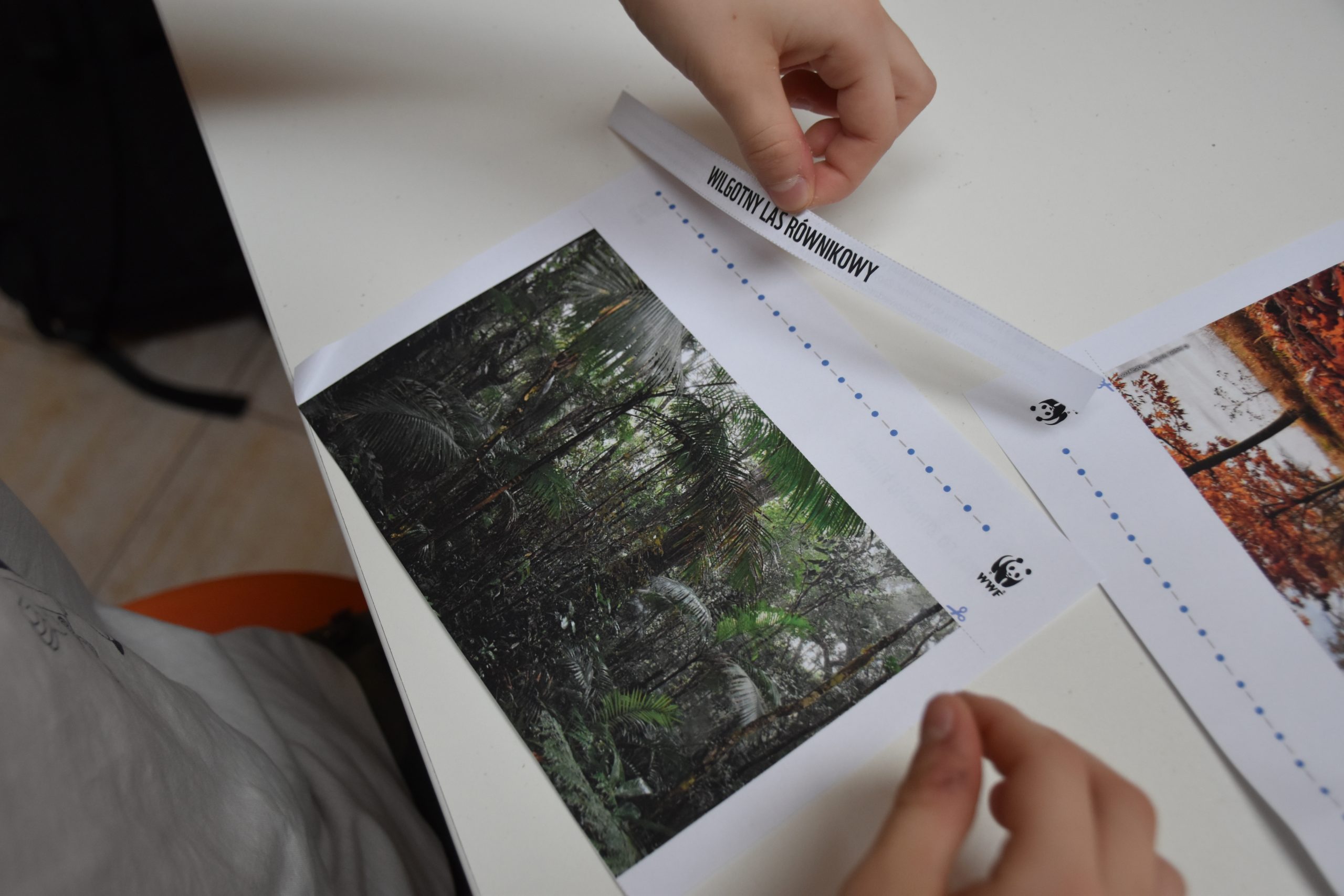 zdjęcie lasu równikowego