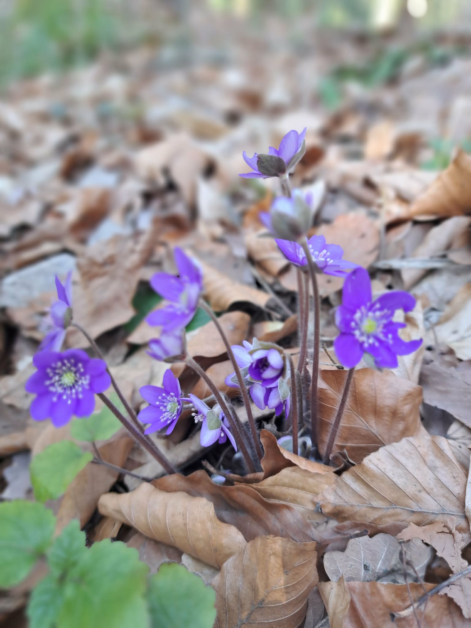 Rosnące fioletowe kwiaty
