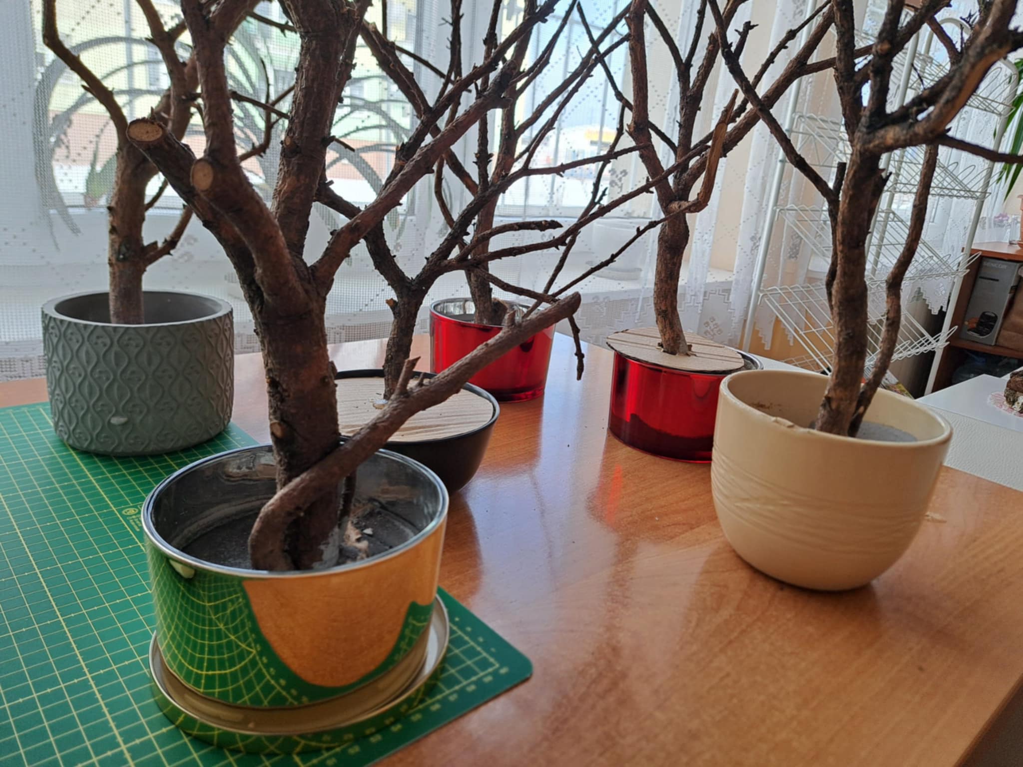 Zdjęcie przedstawia umocowane w pojemnikach suche gałązki.