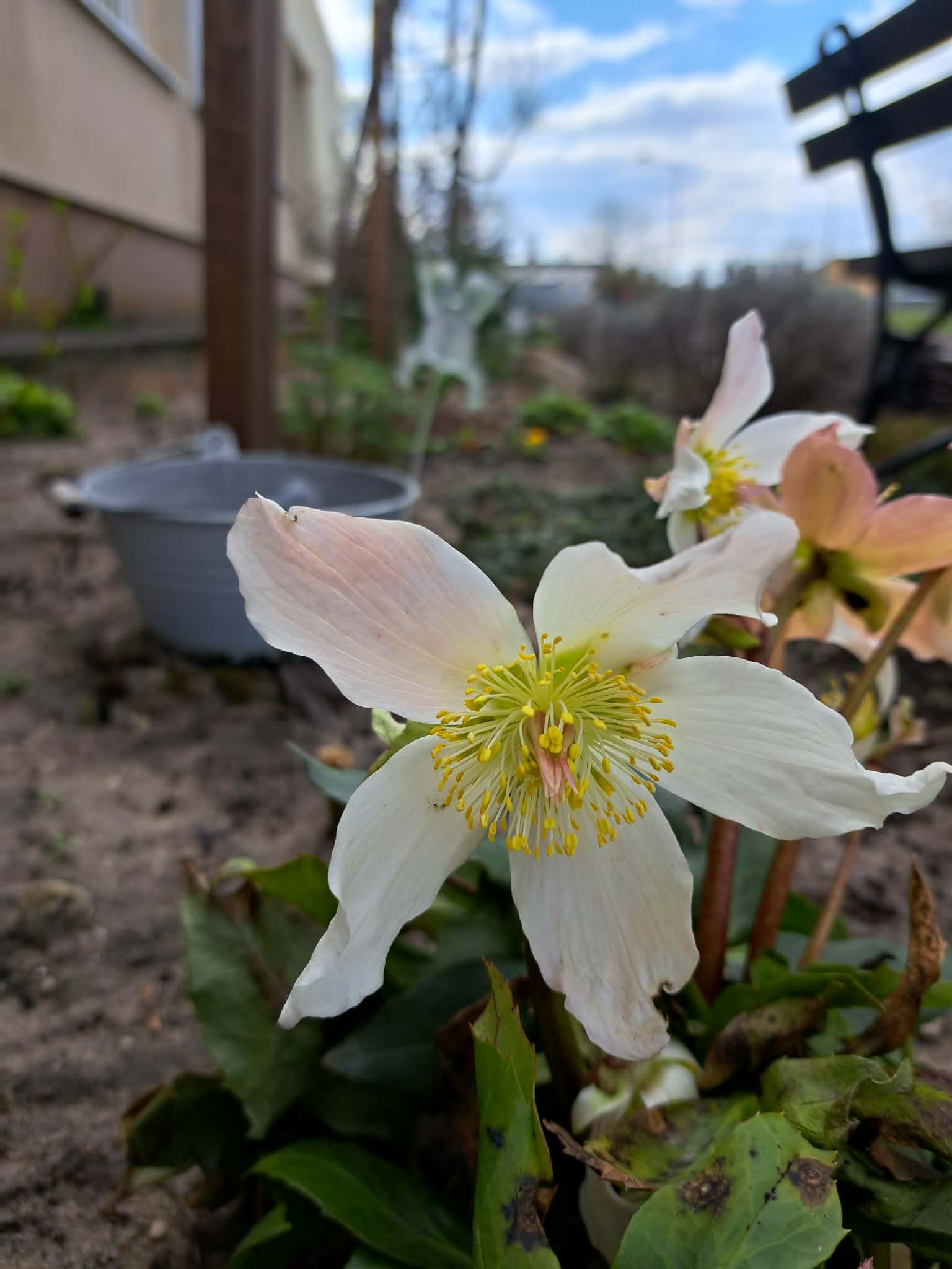 Na zdjęciu znajduje się biały kwiatek rosnący w ogrodzie.