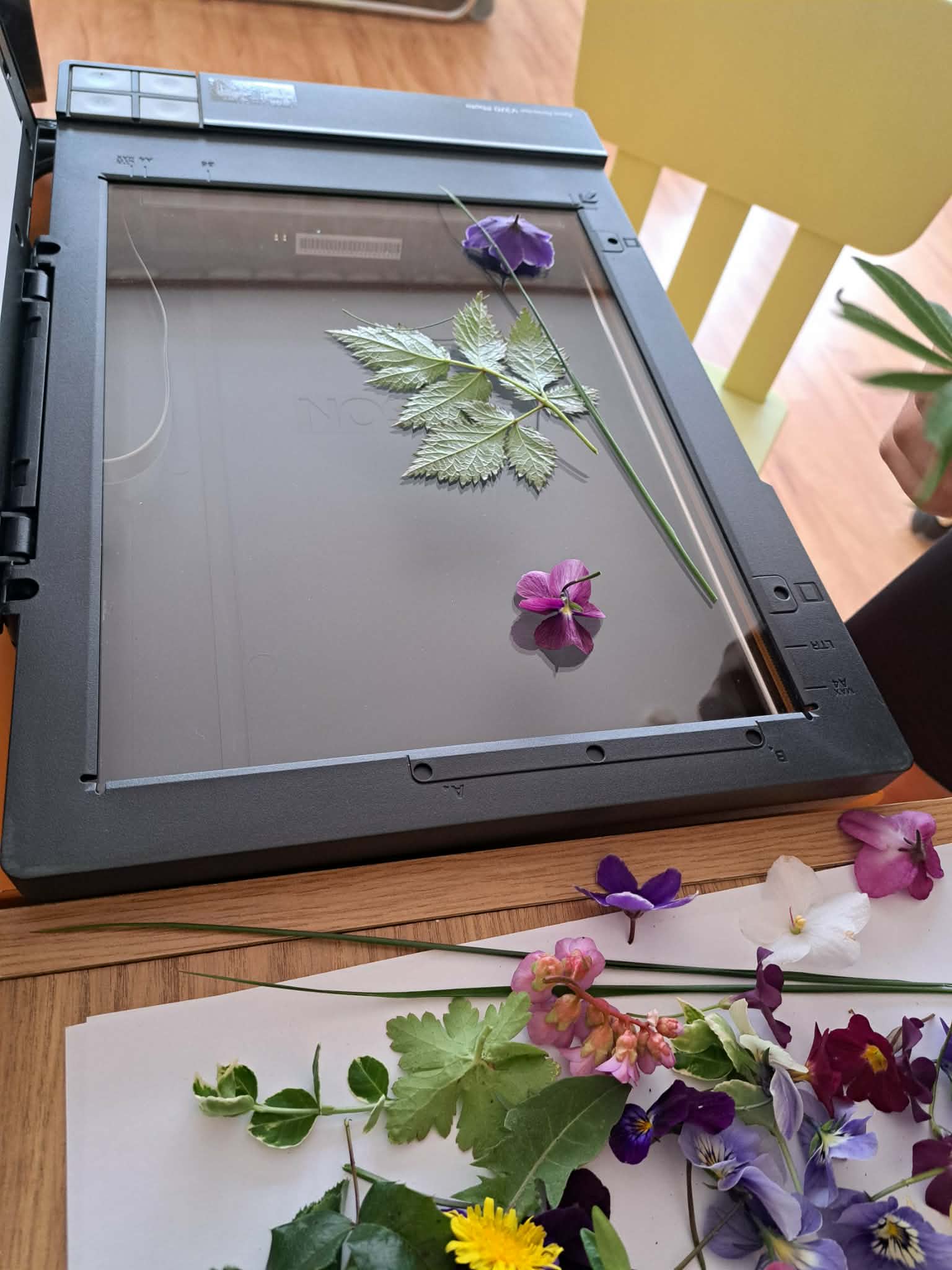 Warsztaty skanografii