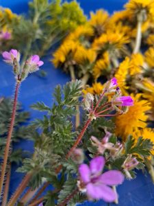 Zdjęcie przedstawia różnokolorowe wiosenne rośliny.