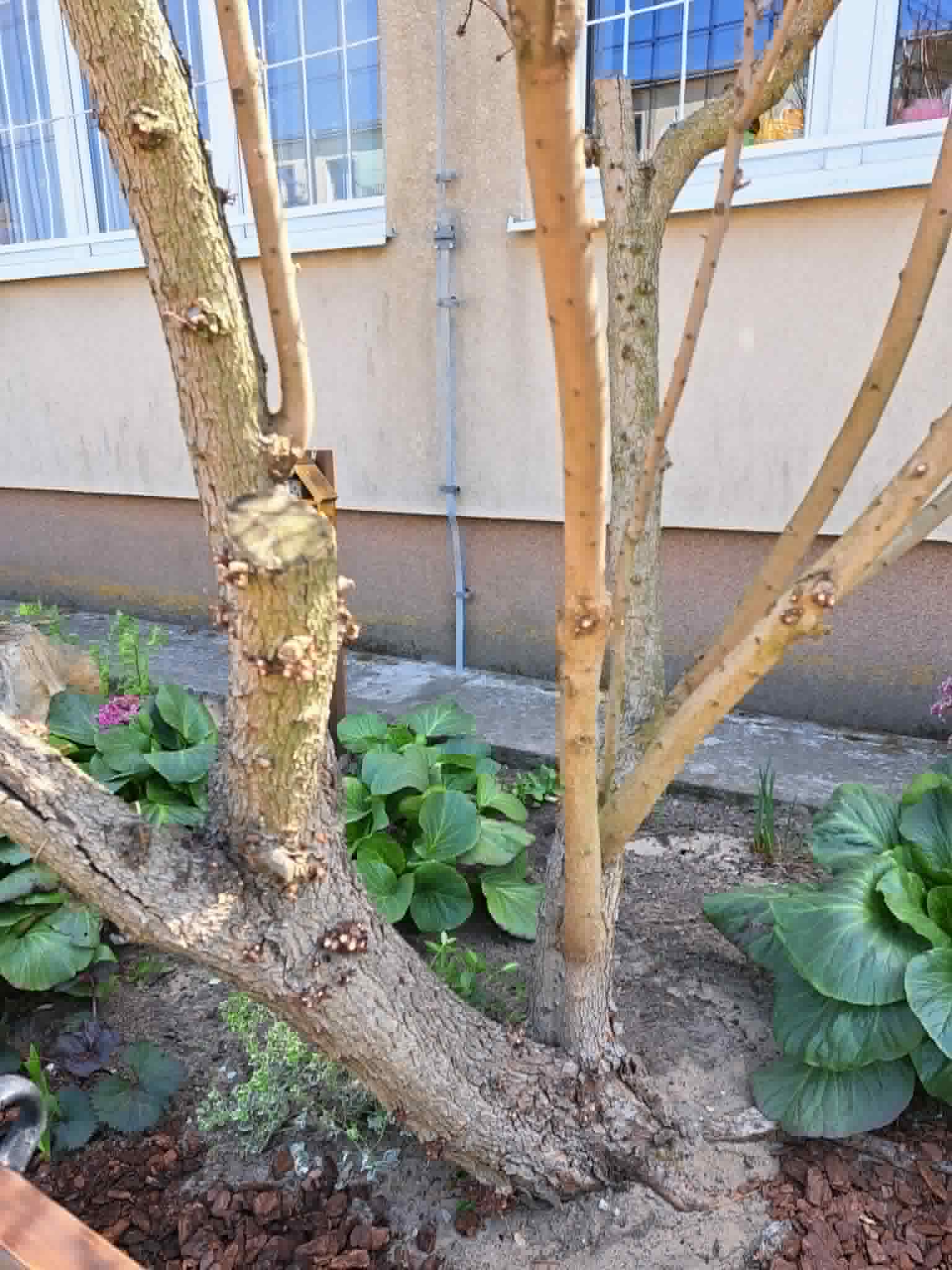 działania w ogródku