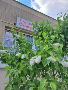Na pierwszym planie kwitnący bez a w tle wiszący plafon -Pracownie Orange