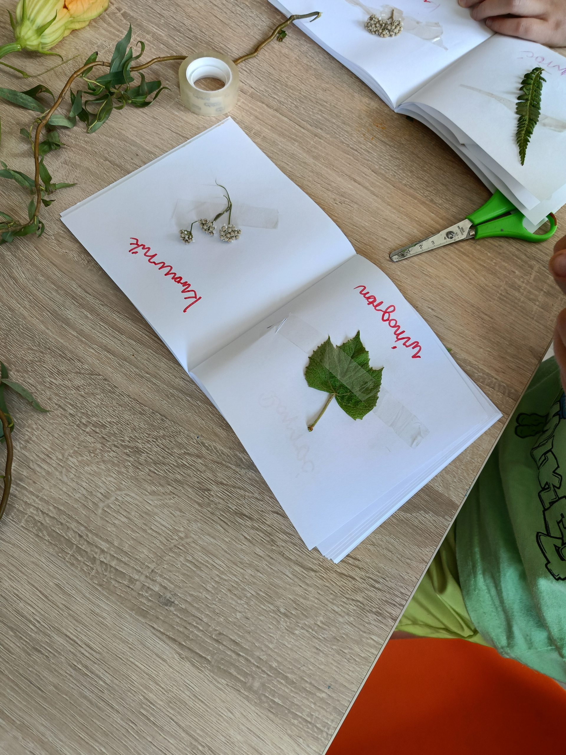 zielnik z liściem winogrona i krwawnikiem