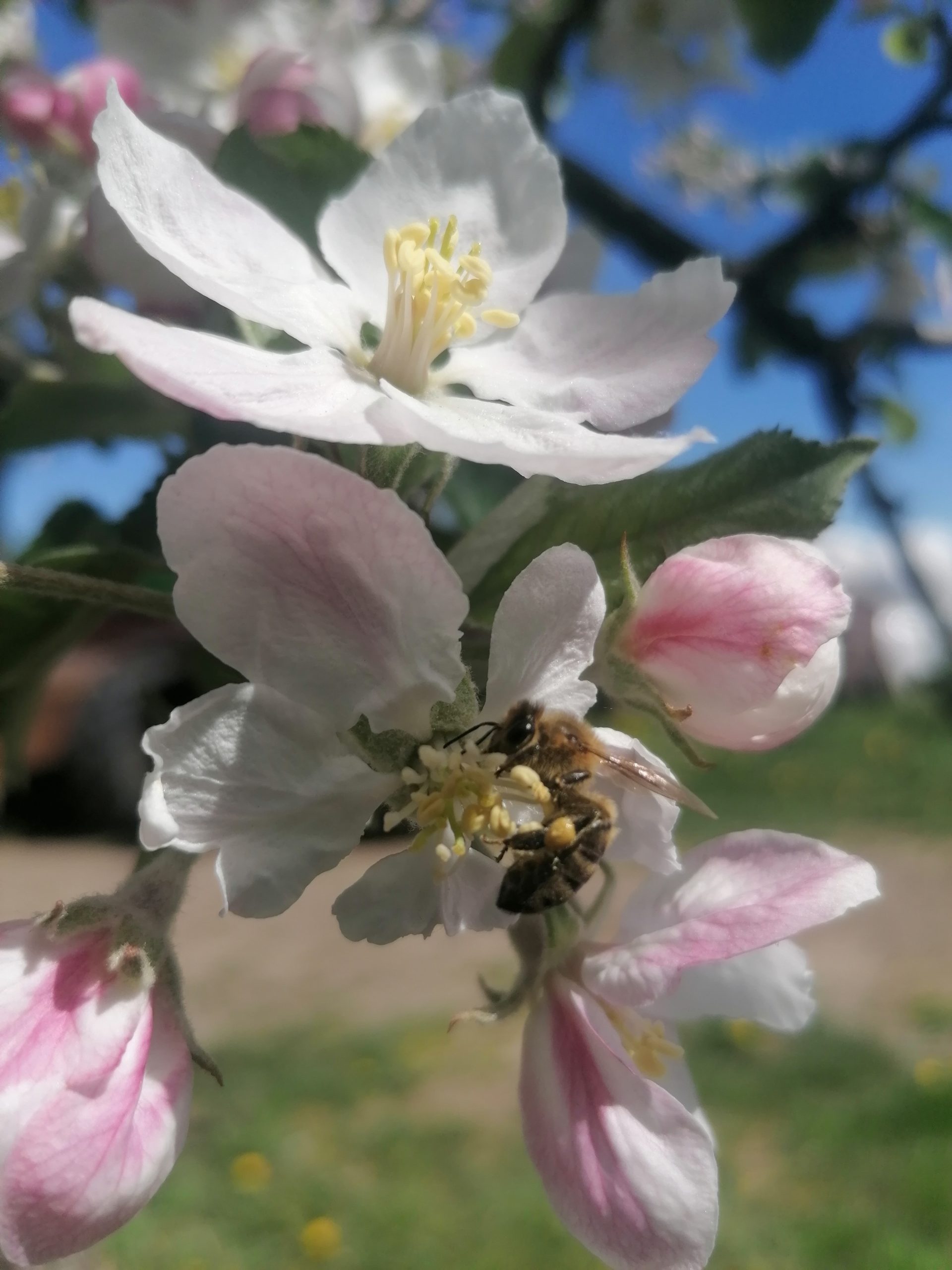 Zdjęcie przedstawiające pszczołę