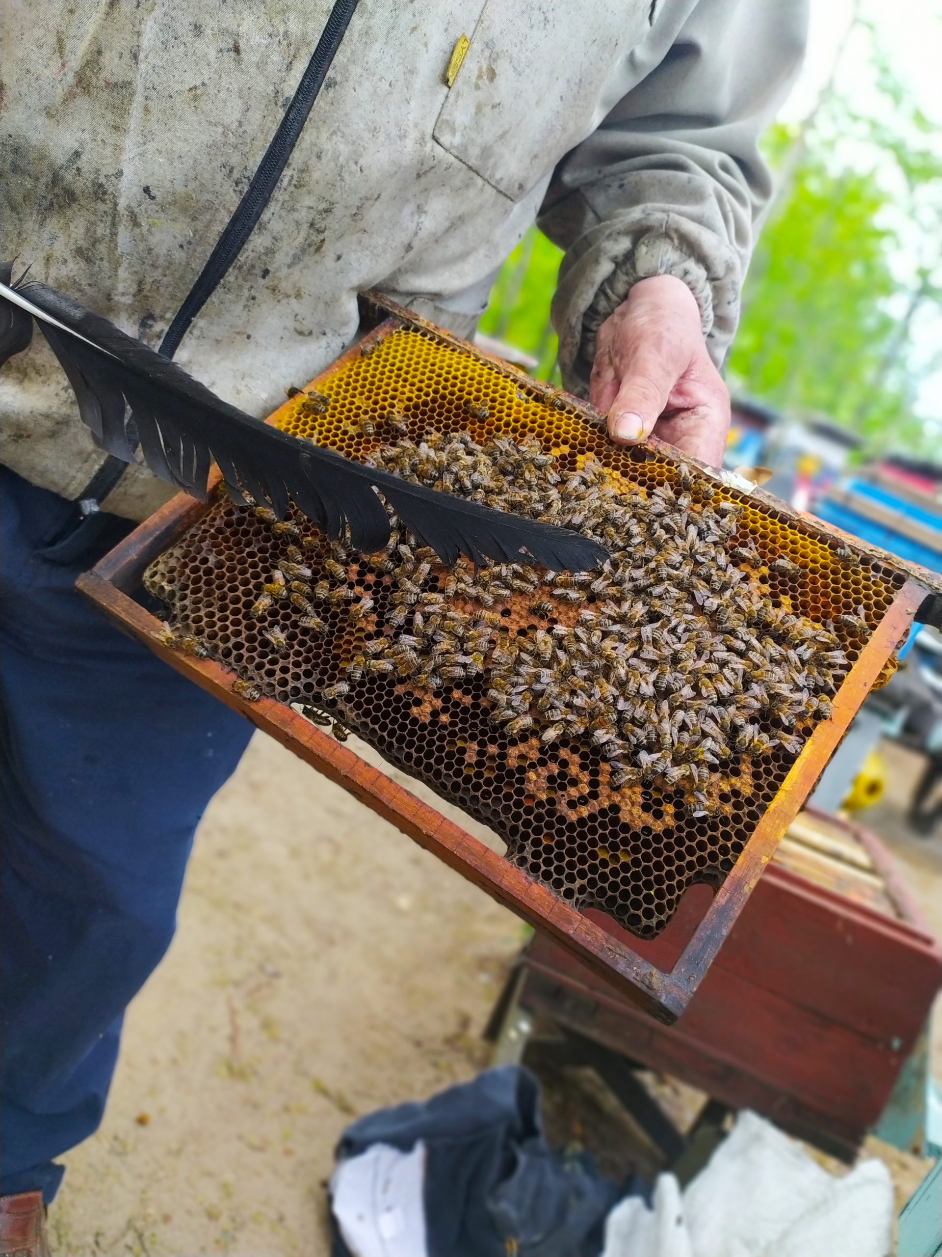 Zdjęcie przedstawiające pszczoły na ramce z miodem.
