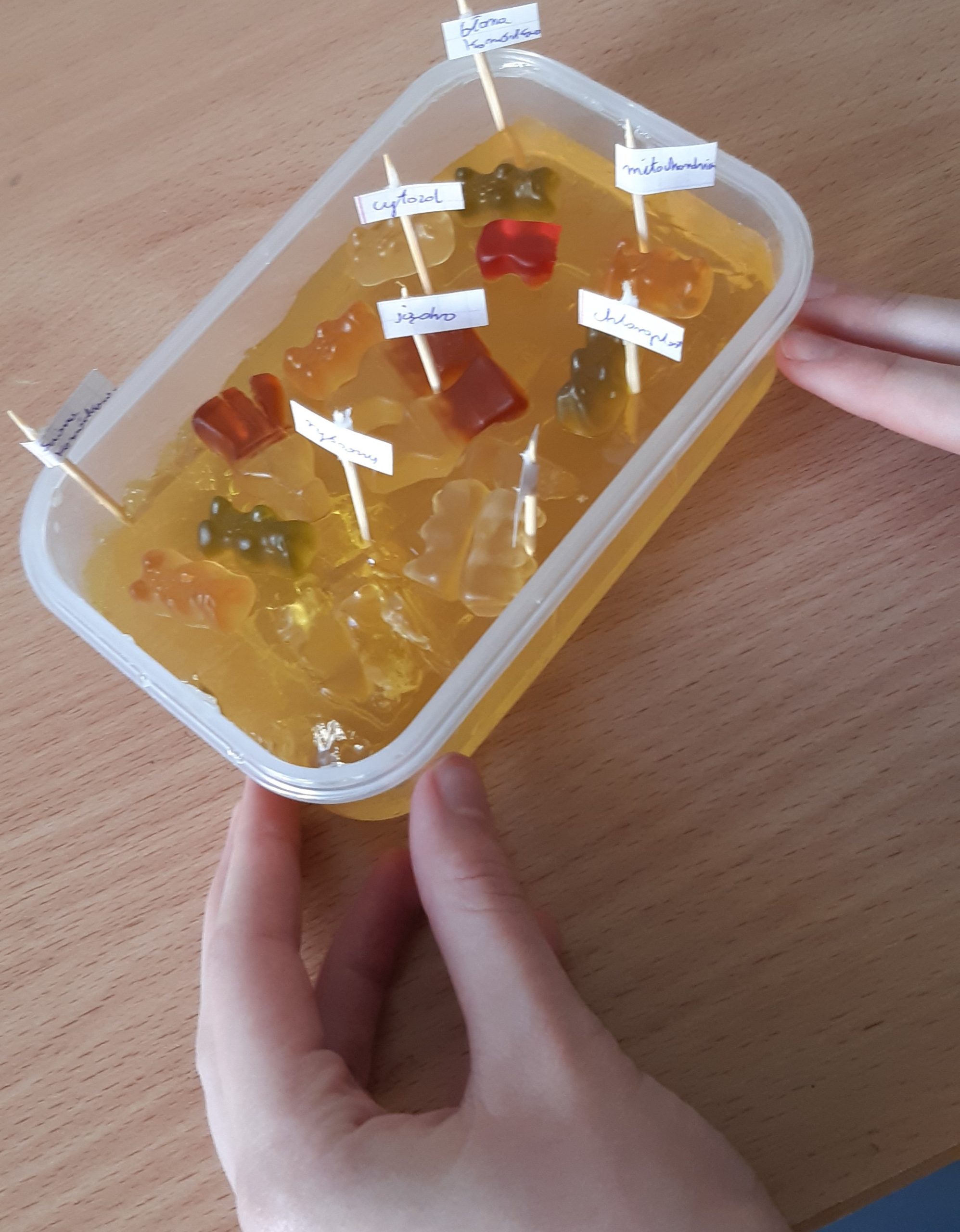 Miseczka z produktami spożywczymi imitującymi elementy komórki.