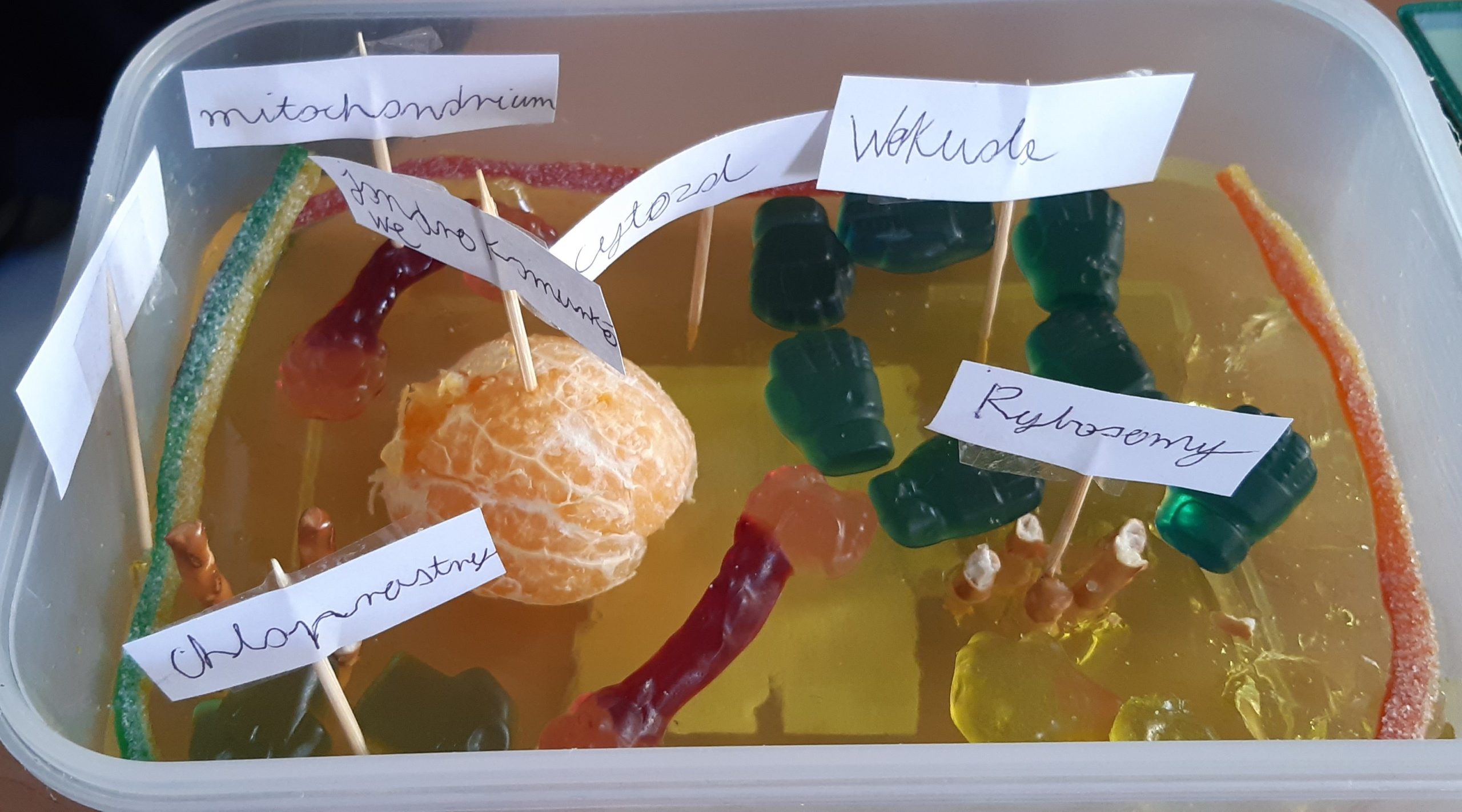 Miseczka z produktami spożywczymi imitującymi elementy komórki.
