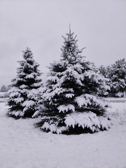 drzewo śniegiem przysypane